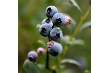 Blueberry Picking Places in Blaine Minnesota