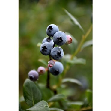 Blueberry Picking Places in Blaine Minnesota