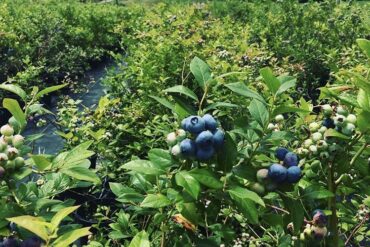 Blueberry Picking Places in Bowling Green Kentucky