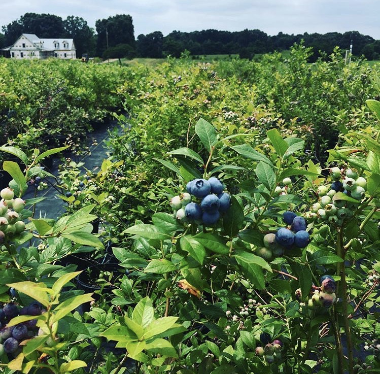 Blueberry Picking Places in Bowling Green Kentucky