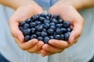 Blueberry Picking Places in Bridgeport Connecticut