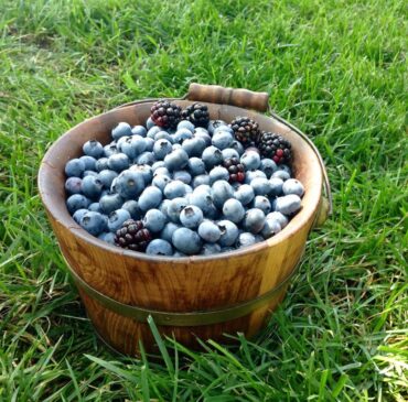 Blueberry Picking Places in Broken Arrow Oklahoma