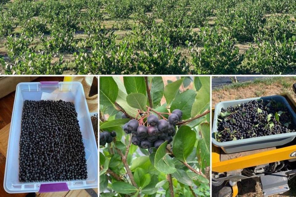 Blueberry Picking Places in Broomfield Colorado