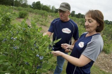 Blueberry Picking Places in Centennial Colorado