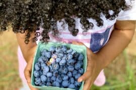 Blueberry Picking Places in Centreville Virginia