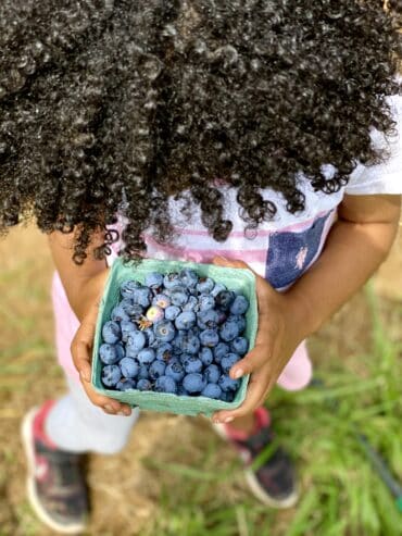 Blueberry Picking Places in Centreville Virginia