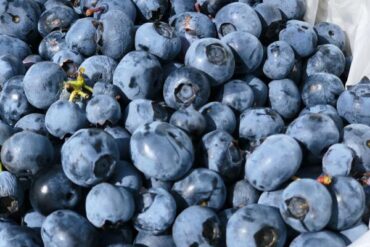 Blueberry Picking Places in Chesapeake Virginia