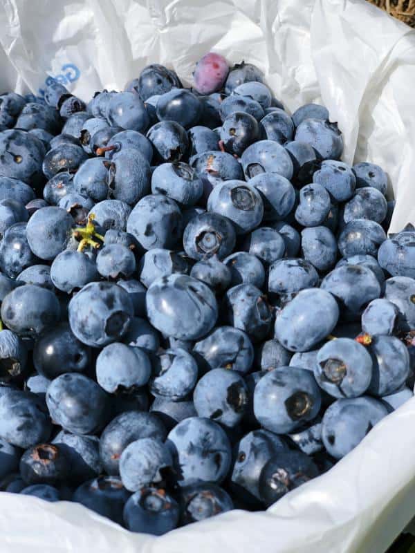 Blueberry Picking Places in Chesapeake Virginia