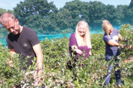 Blueberry Picking Places in Cheyenne Wyoming