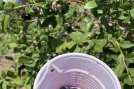 Blueberry Picking Places in Cicero Illinois