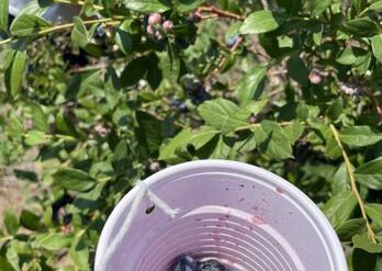 Blueberry Picking Places in Cicero Illinois