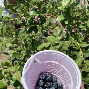 Blueberry Picking Places in Cicero Illinois