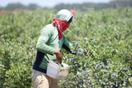 Blueberry Picking Places in Colorado Springs Colorado