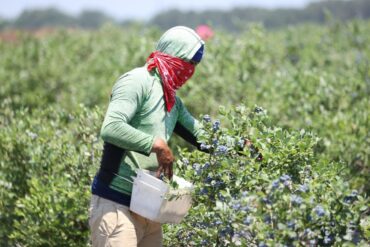 Blueberry Picking Places in Colorado Springs Colorado