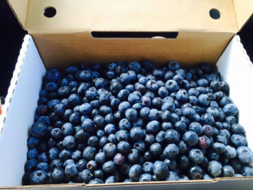 Blueberry Picking Places in Coral Springs Florida