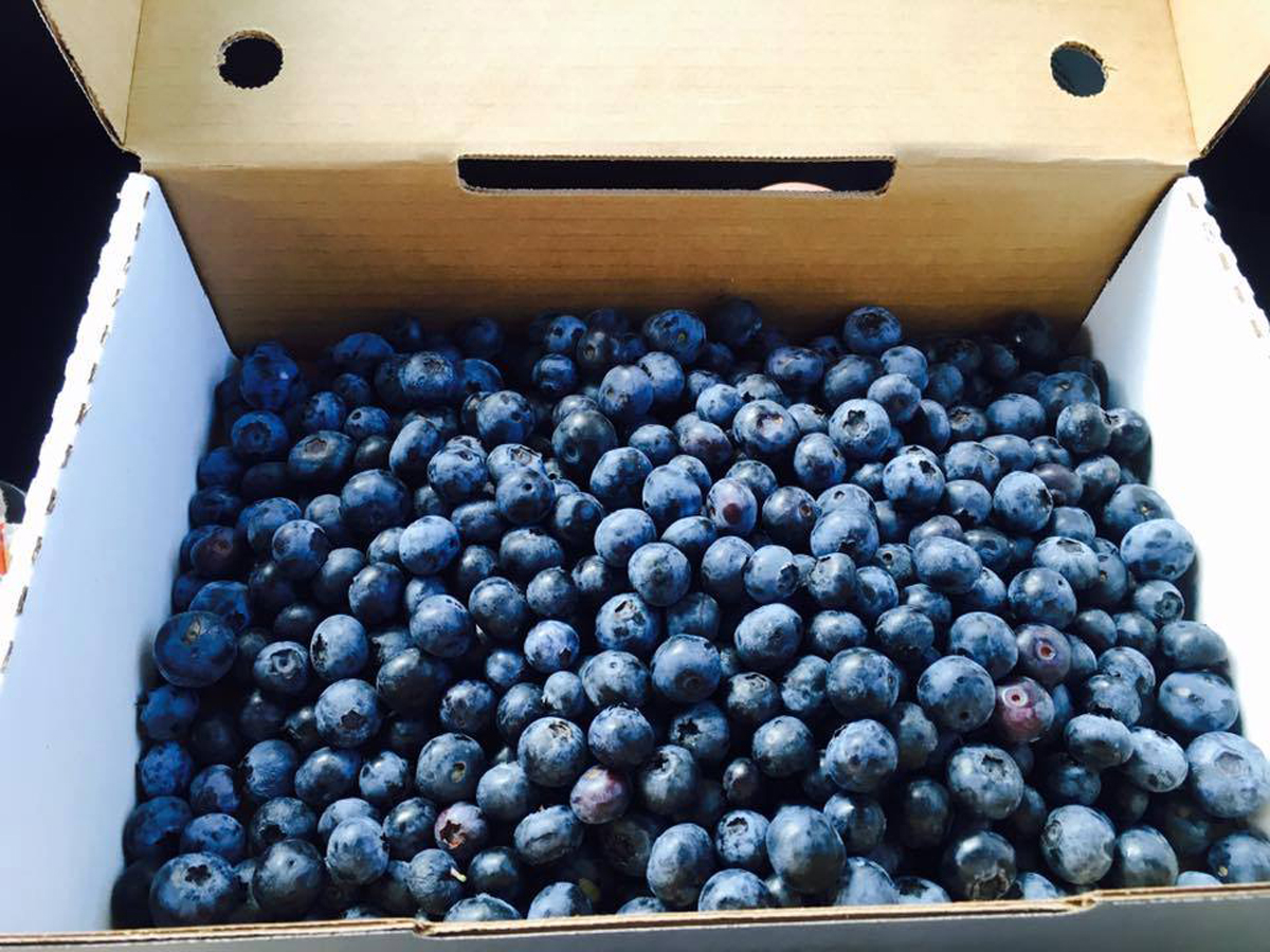 Blueberry Picking Places in Coral Springs Florida