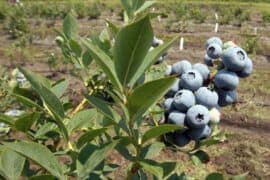 Blueberry Picking Places in Dale City Virginia