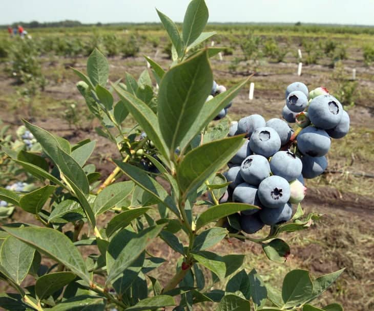 Blueberry Picking Places in Dale City Virginia