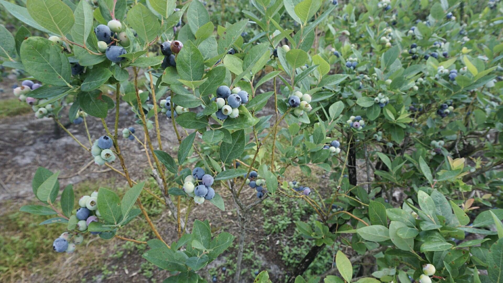 Blueberry Picking Places in Deltona Florida