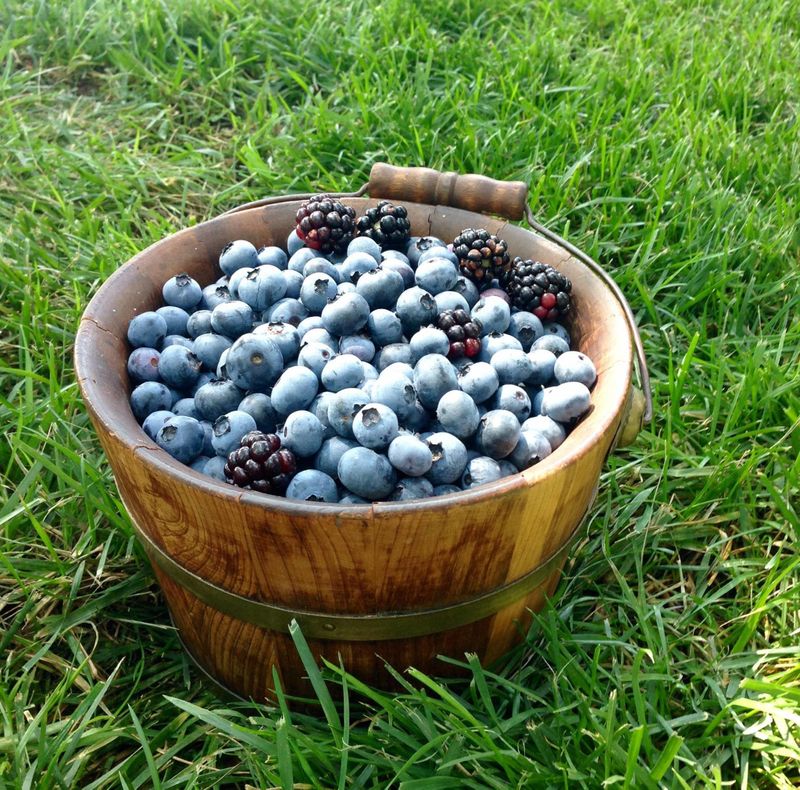 Blueberry Picking Places in Edmond Oklahoma