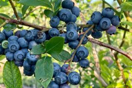 Blueberry Picking Places in El Cajon California