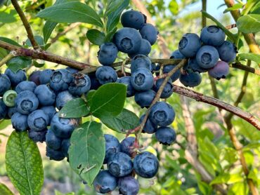 Blueberry Picking Places in El Cajon California