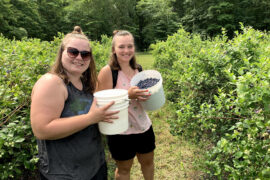 Blueberry Picking Places in Elgin Illinois