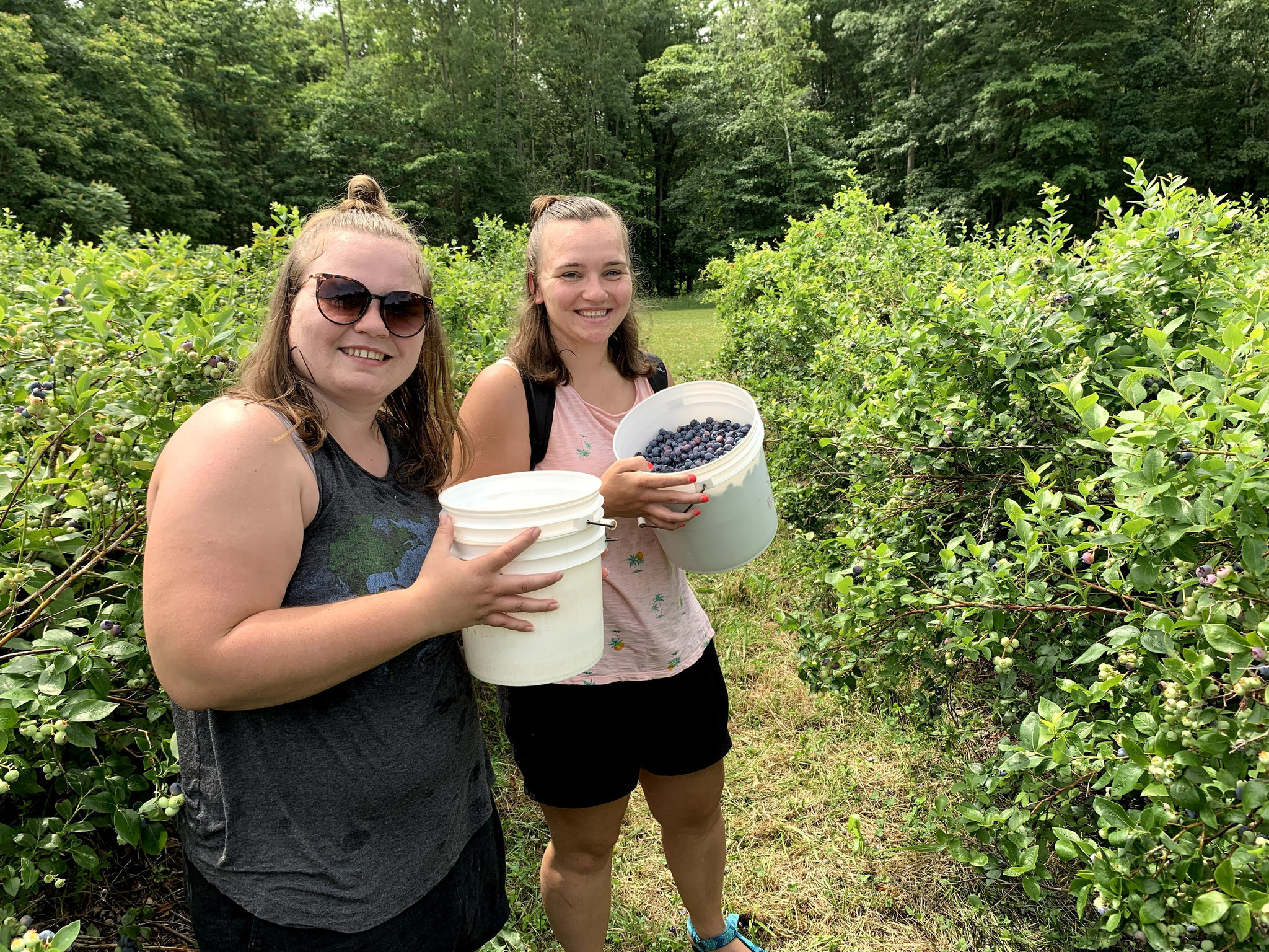 Blueberry Picking Places in Elgin Illinois