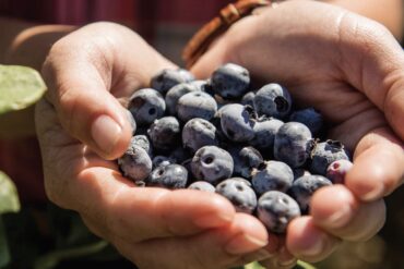 Blueberry Picking Places in Fargo North Dakota