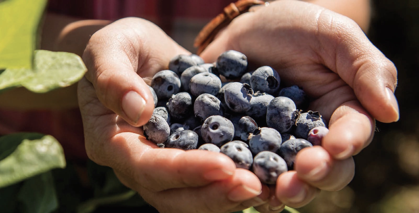 Blueberry Picking Places in Fargo North Dakota