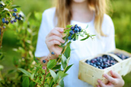 Blueberry Picking Places in Fishers Indiana