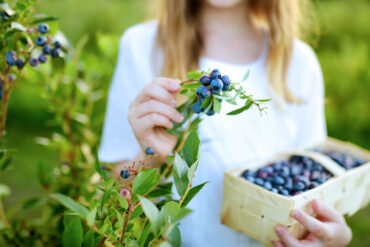 Blueberry Picking Places in Fishers Indiana