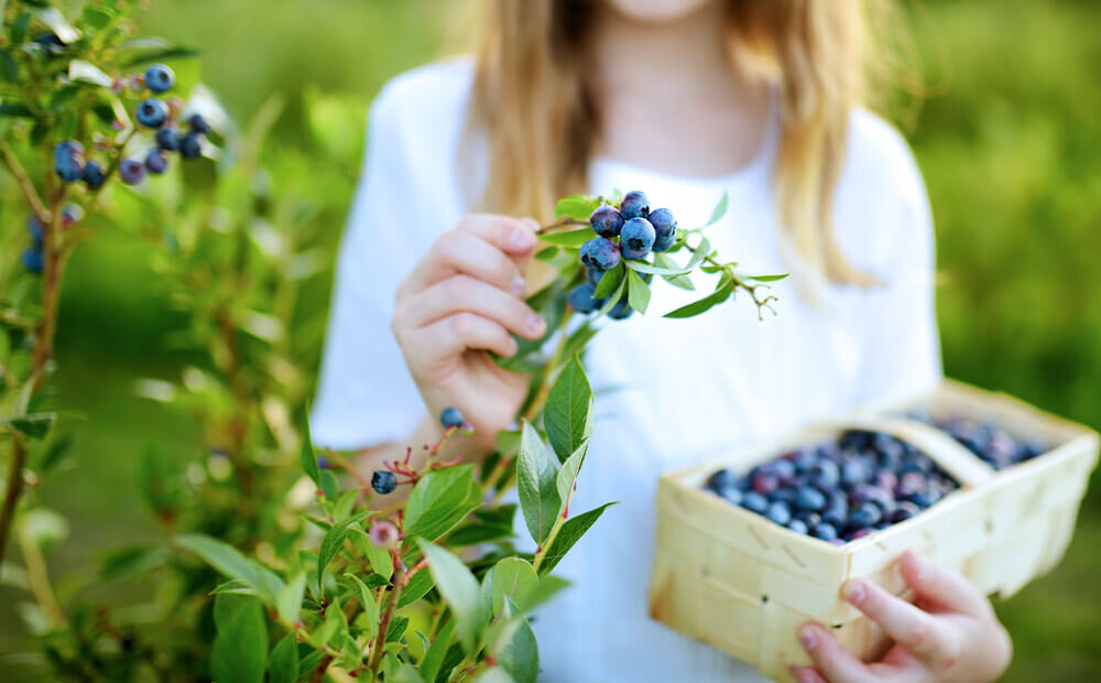 Blueberry Picking Places in Fishers Indiana