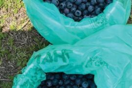 Blueberry Picking Places in Fort Myers Florida