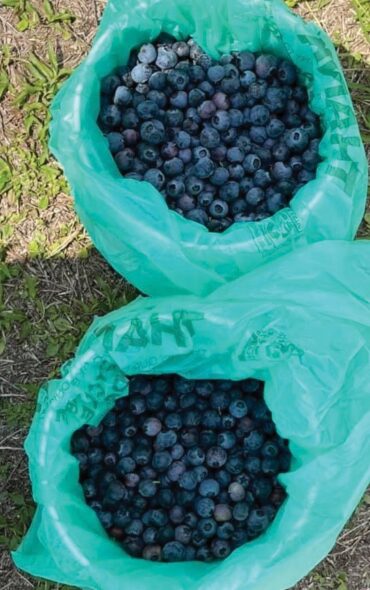 Blueberry Picking Places in Fort Myers Florida