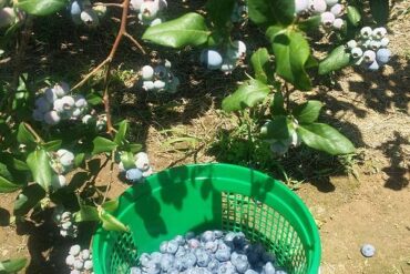 Blueberry Picking Places in Frederick Maryland