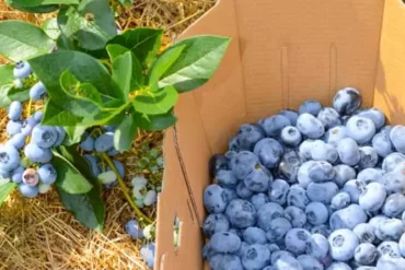 Blueberry Picking Places in Germantown Maryland