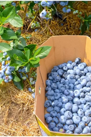 Blueberry Picking Places in Germantown Maryland