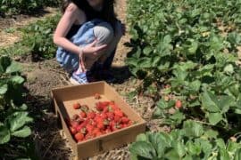 Blueberry Picking Places in Gresham Oregon