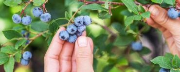 Blueberry Picking Places in Gulfport Mississippi