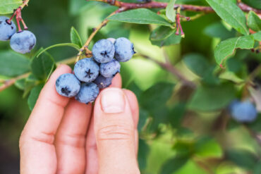 Blueberry Picking Places in Gulfport Mississippi