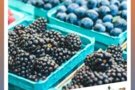 Blueberry Picking Places in Hampton Virginia