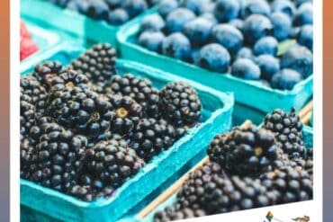 Blueberry Picking Places in Hampton Virginia