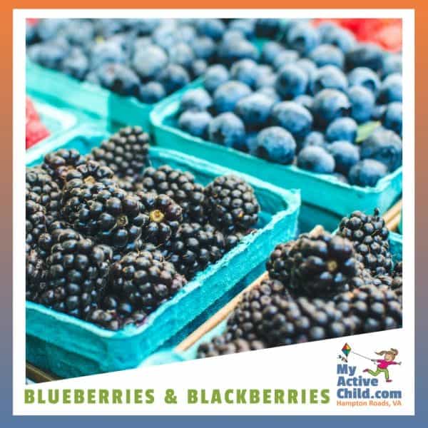 Blueberry Picking Places in Hampton Virginia