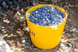 Blueberry Picking Places in Highlands Ranch Colorado