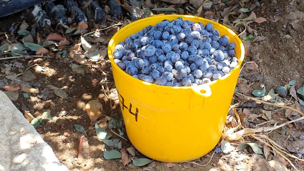 Blueberry Picking Places in Highlands Ranch Colorado