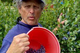 Blueberry Picking Places in Hollywood Florida