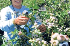 Blueberry Picking Places in Homestead Florida