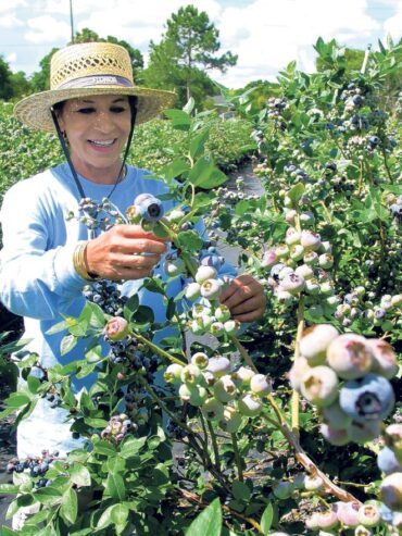 Blueberry Picking Places in Homestead Florida