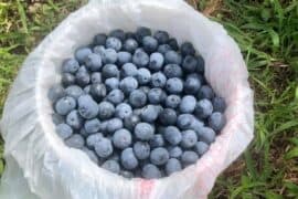 Blueberry Picking Places in Hoover Alabama